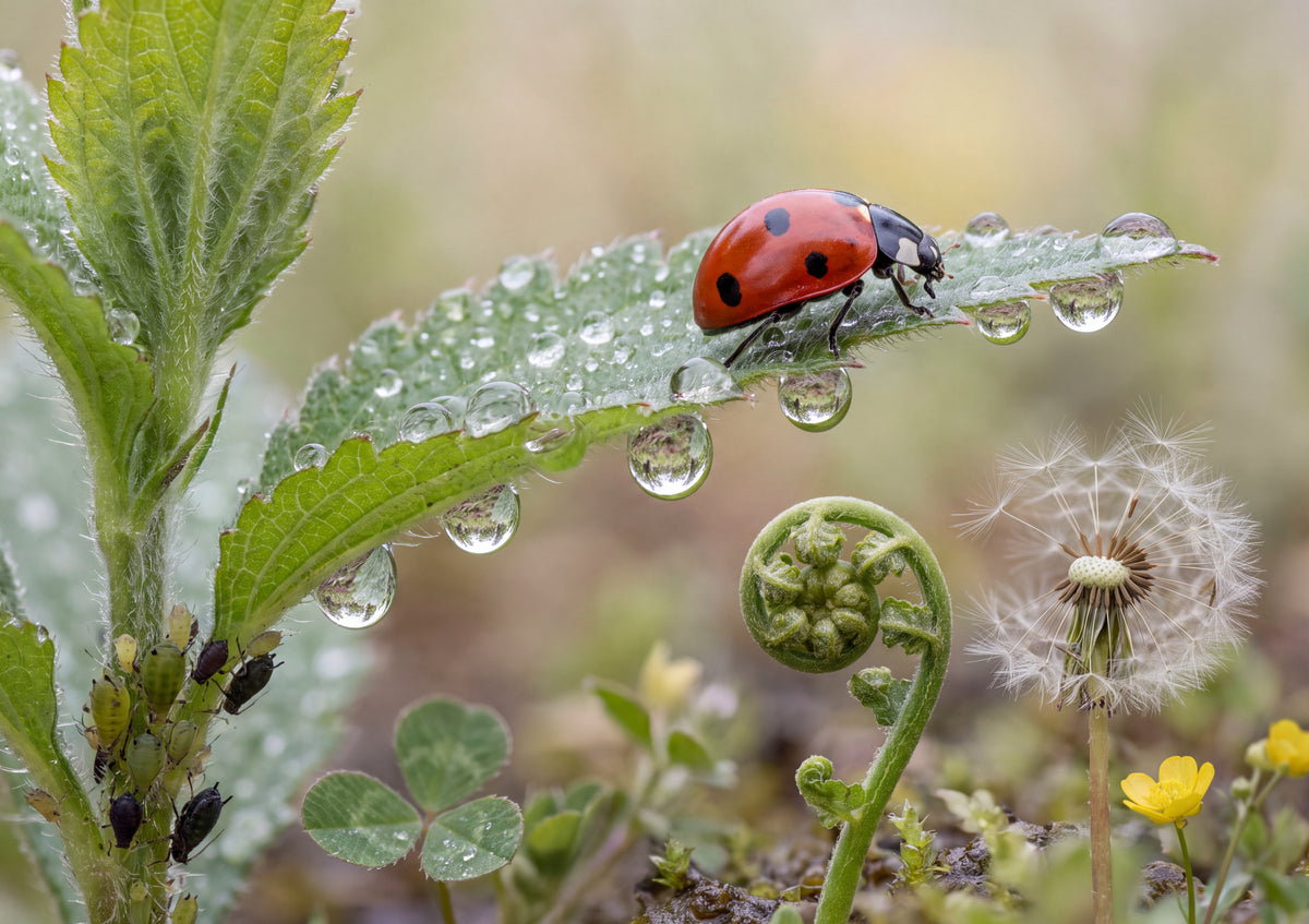Ladybug on the Dewy Leaf jigsaw puzzle