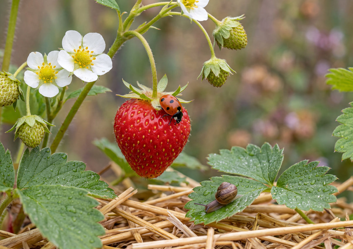 Ladybug on the Garden Strawberry jigsaw puzzle