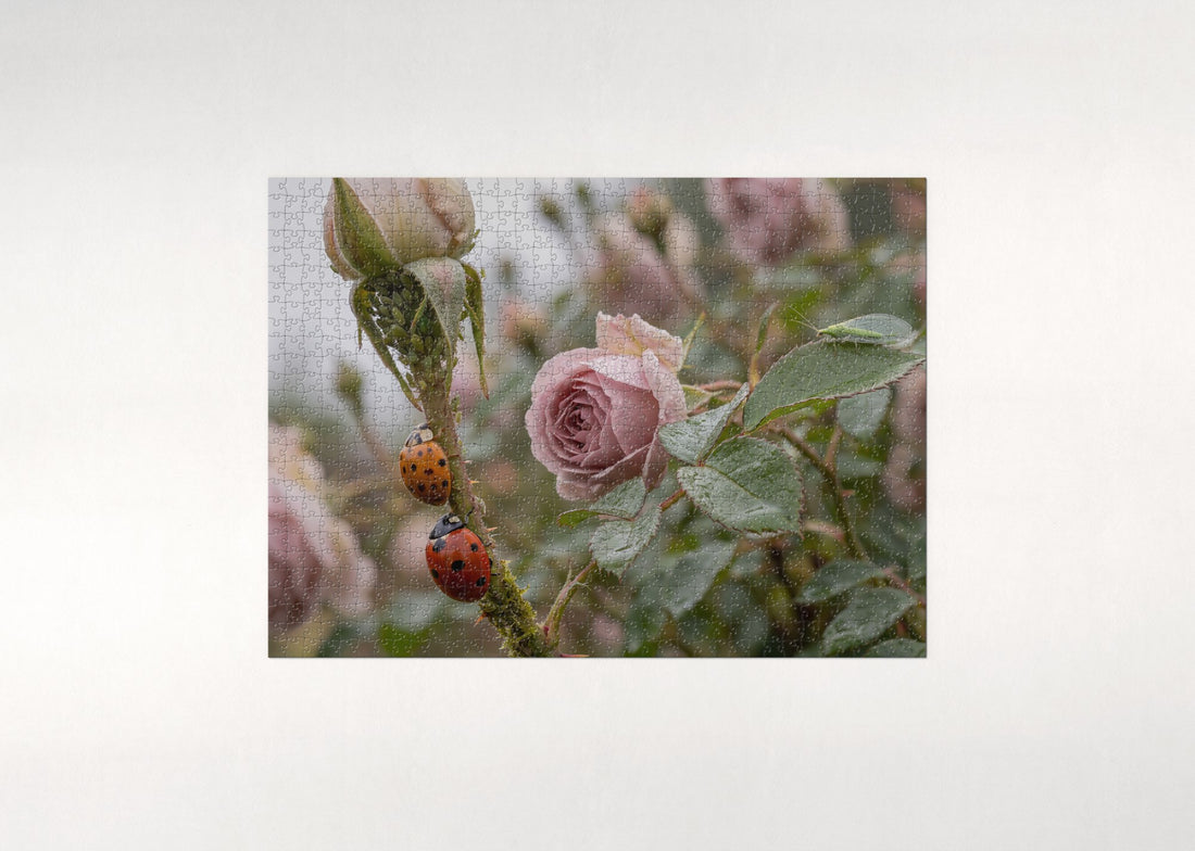 Ladybugs on the Rose Stem jigsaw puzzle - gift box
