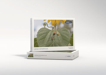 Ladybugs on the Sunflower Leaf jigsaw puzzle - gift box