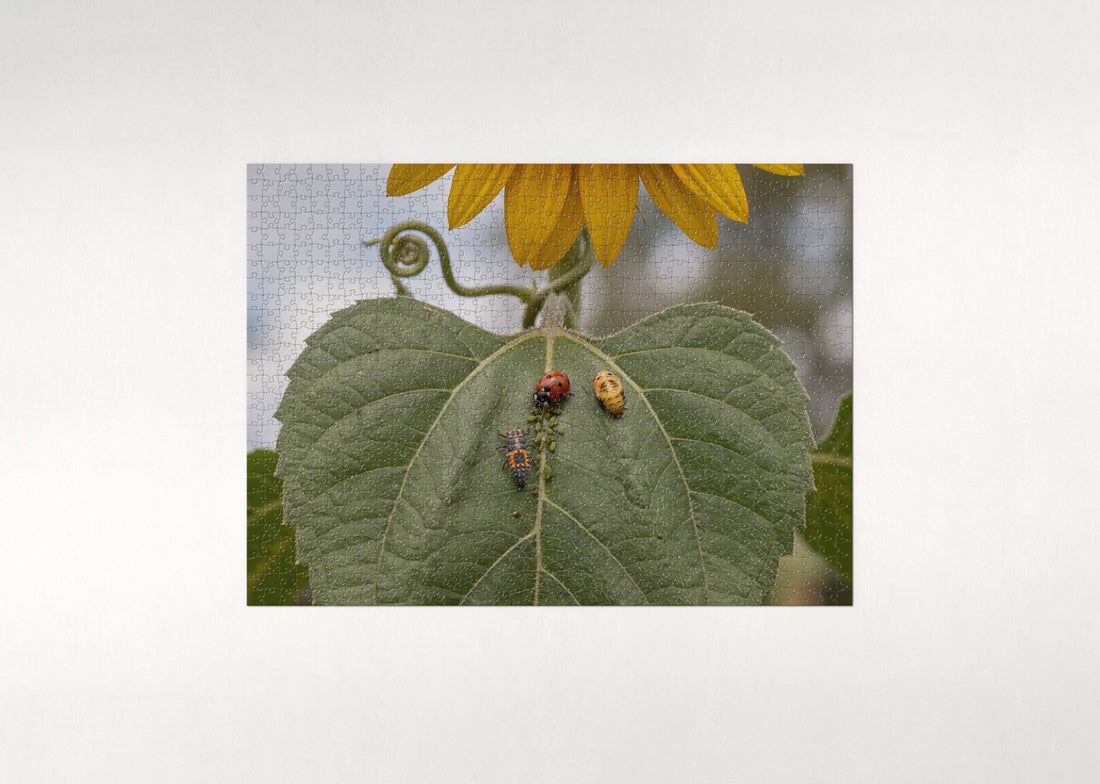Ladybugs on the Sunflower Leaf jigsaw puzzle - gift box