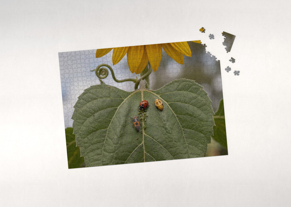 Ladybugs on the Sunflower Leaf jigsaw puzzle - puzzle with loose pieces