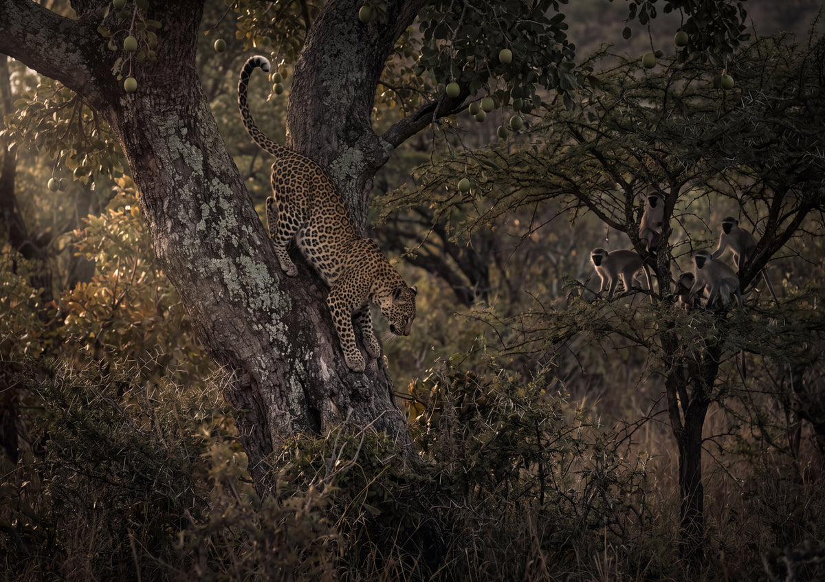 Leopard Descending the Branch jigsaw puzzle