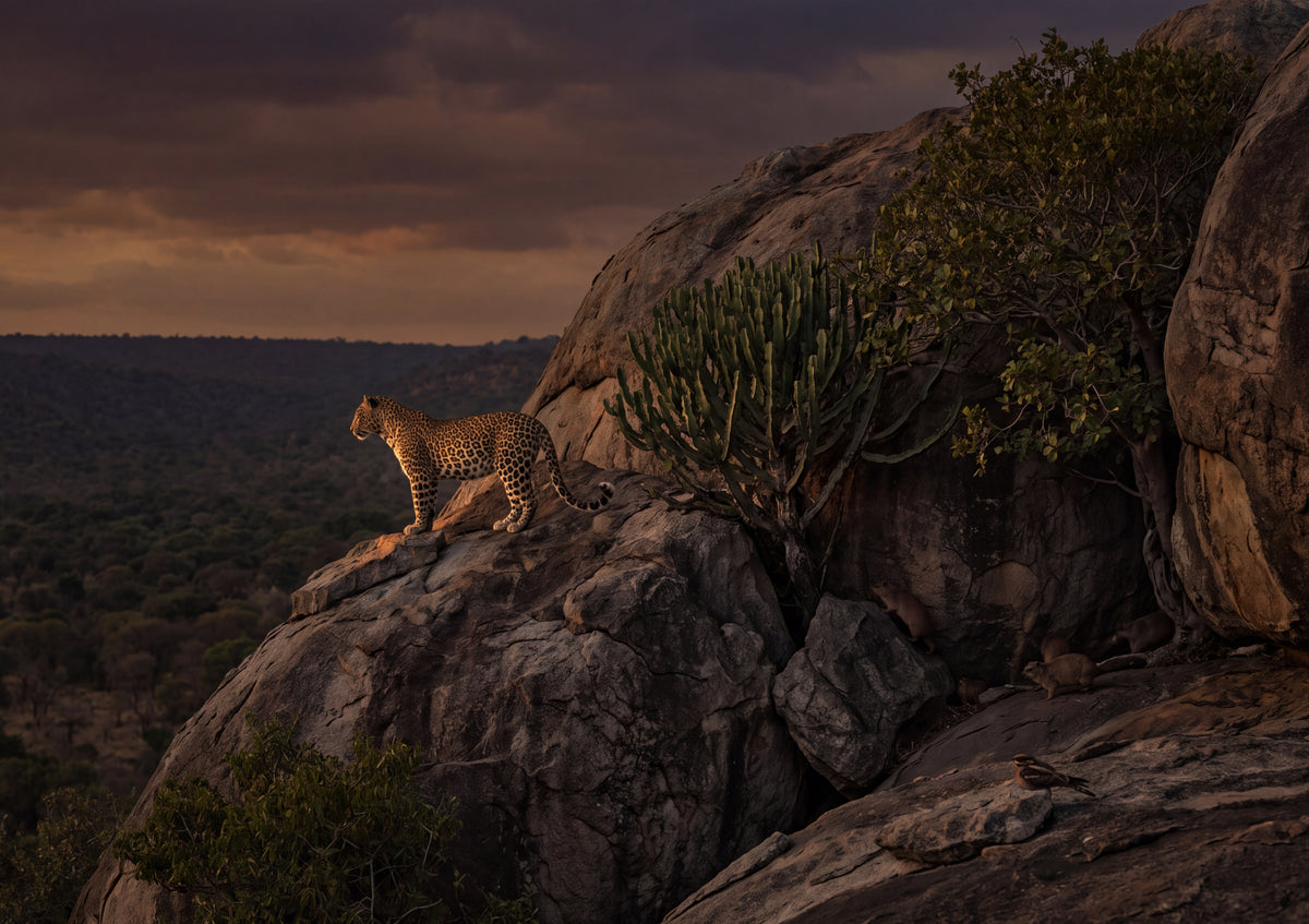 Leopard on the Rocky Outcrop at Dusk jigsaw puzzle