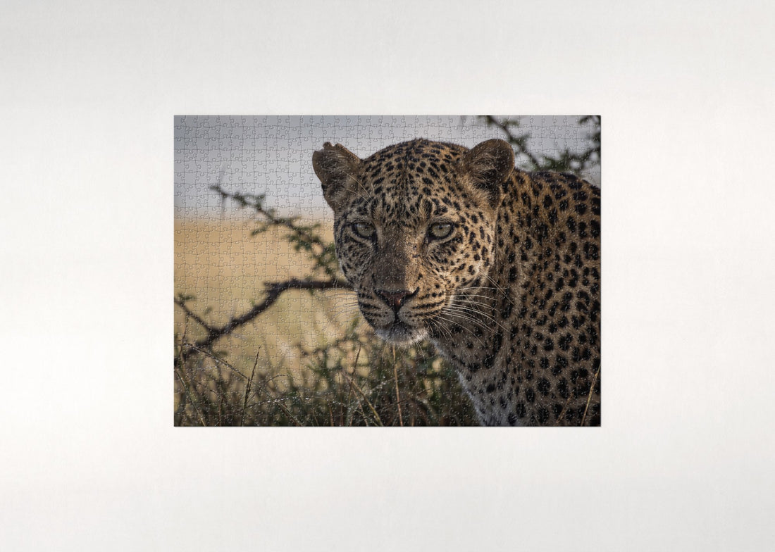 Leopard Portrait in the Morning Light jigsaw puzzle - gift box