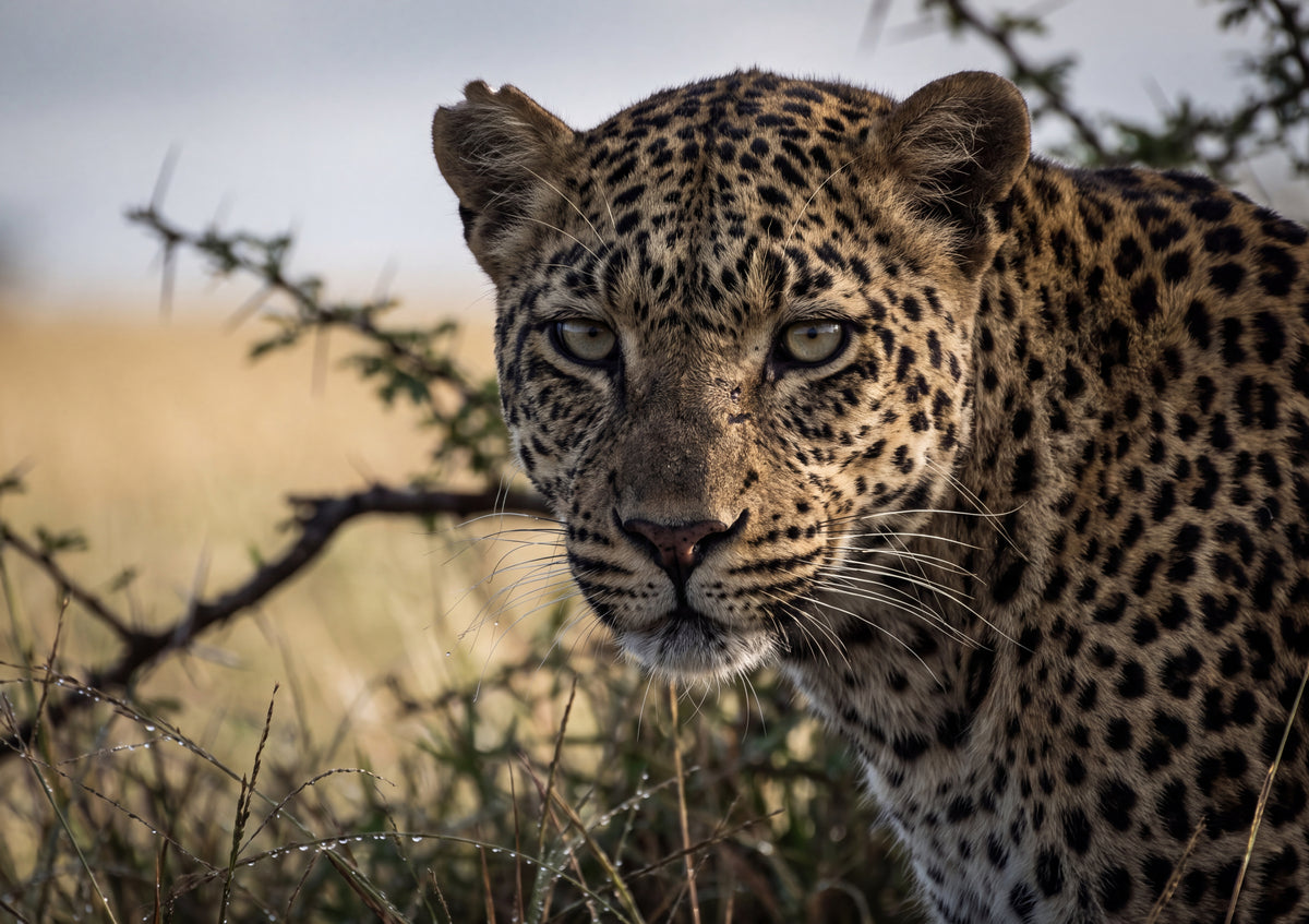 Leopard Portrait in the Morning Light jigsaw puzzle