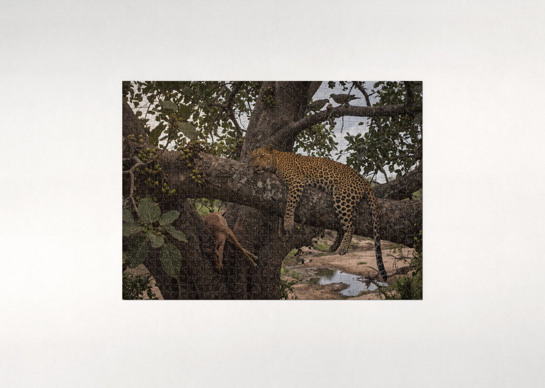 Leopard Resting in the Fig Tree jigsaw puzzle - gift box