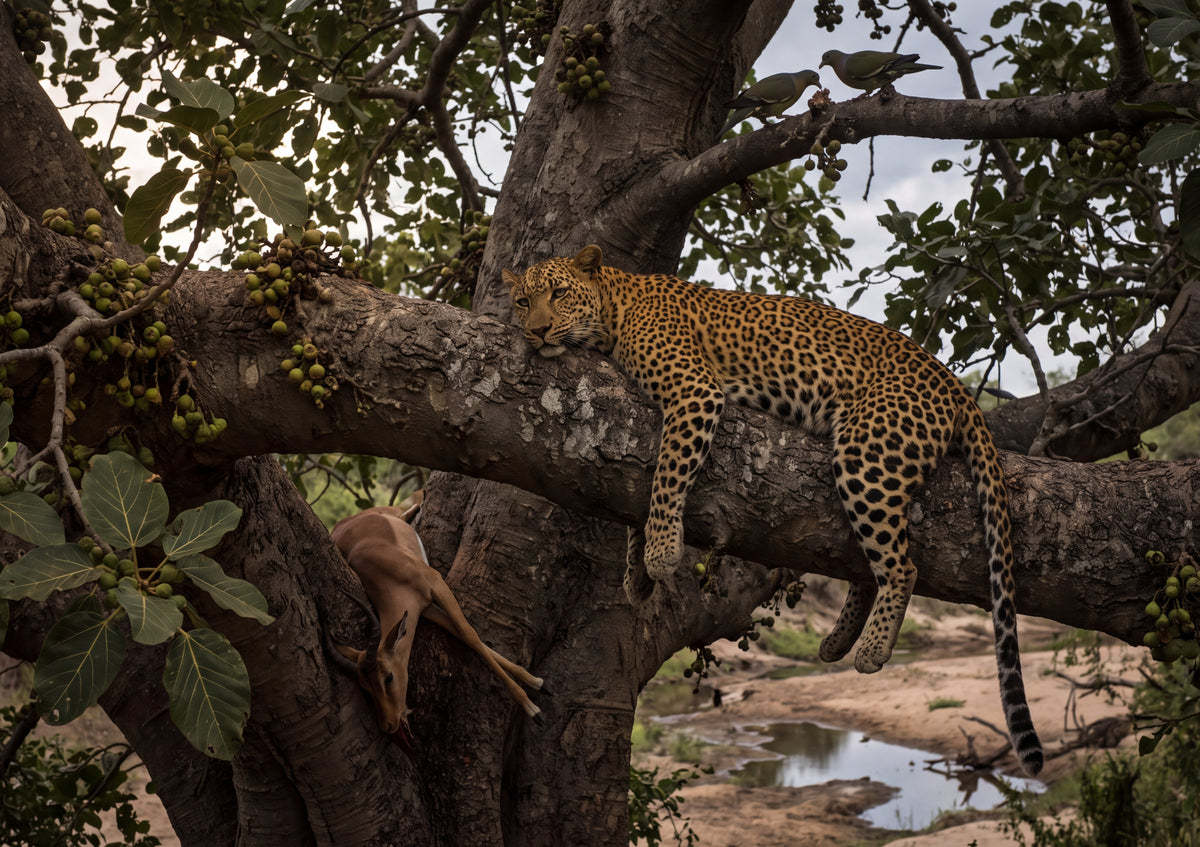 Leopard Resting in the Fig Tree jigsaw puzzle