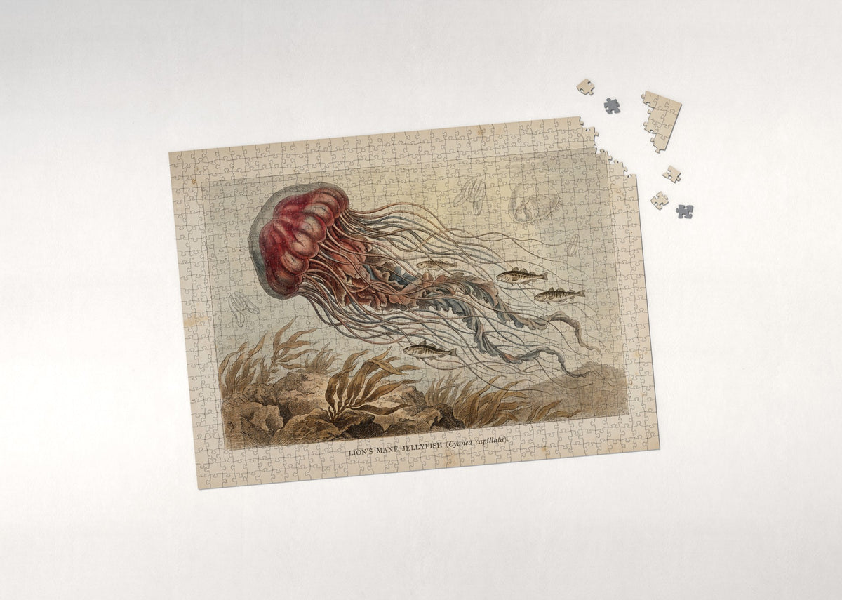 Lion's Mane Jellyfish jigsaw puzzle - puzzle with loose pieces