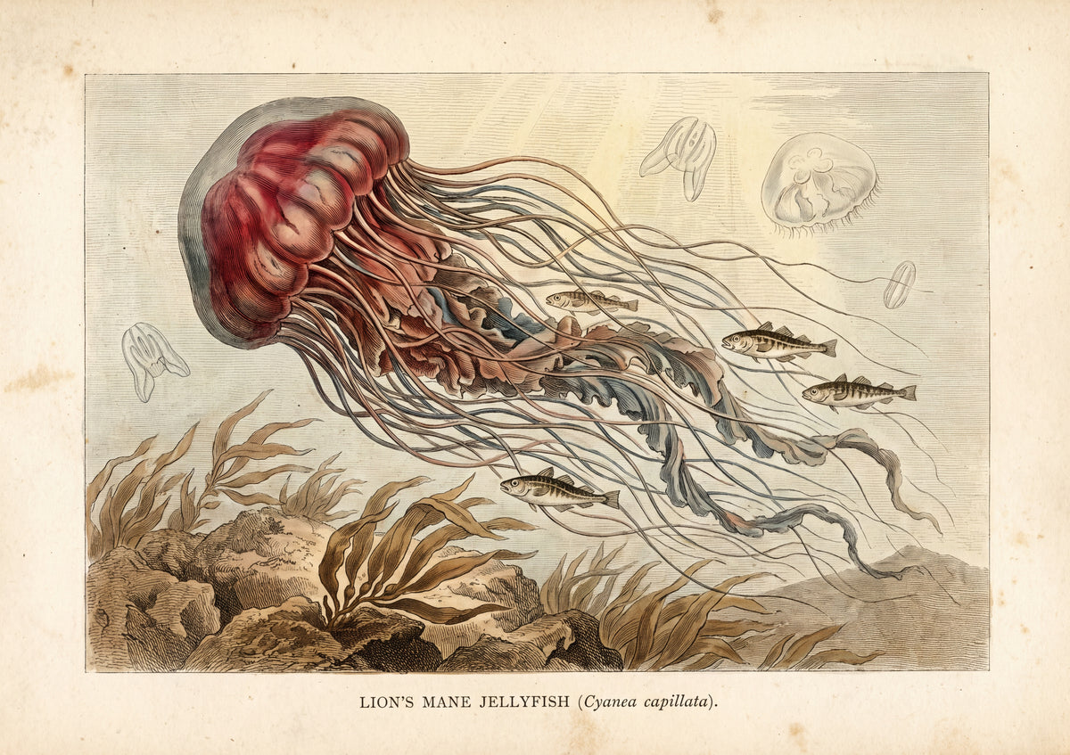 Lion's Mane Jellyfish jigsaw puzzle