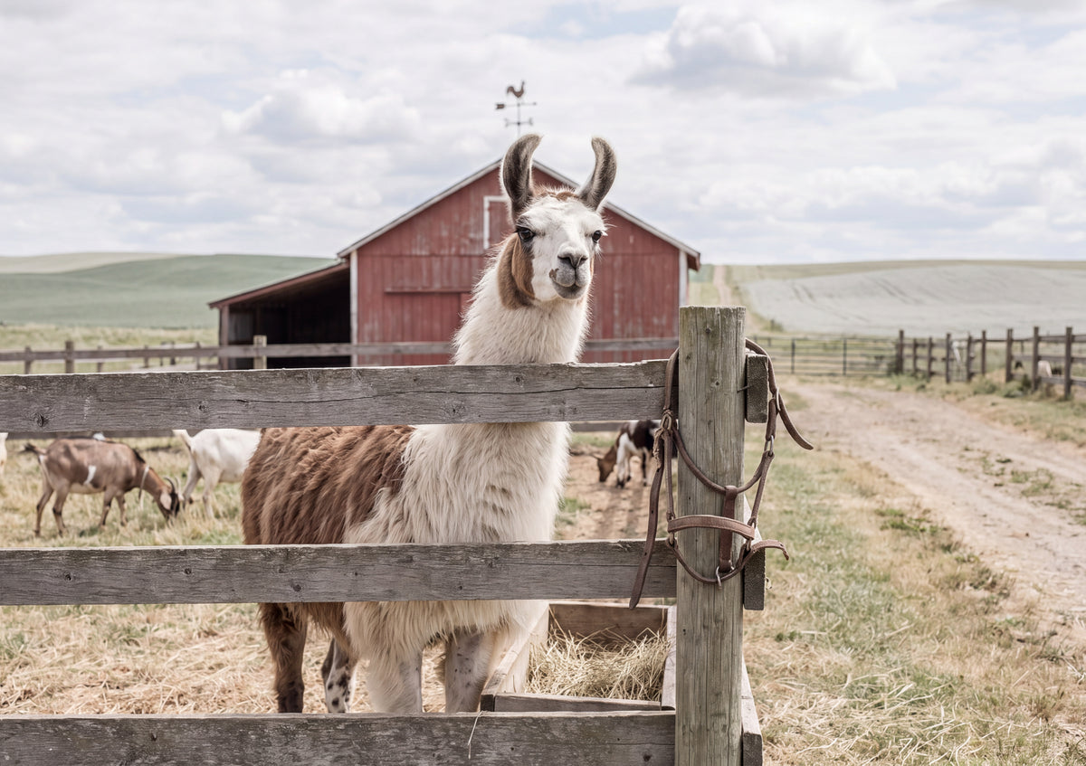 Llama at the Farm Fence jigsaw puzzle