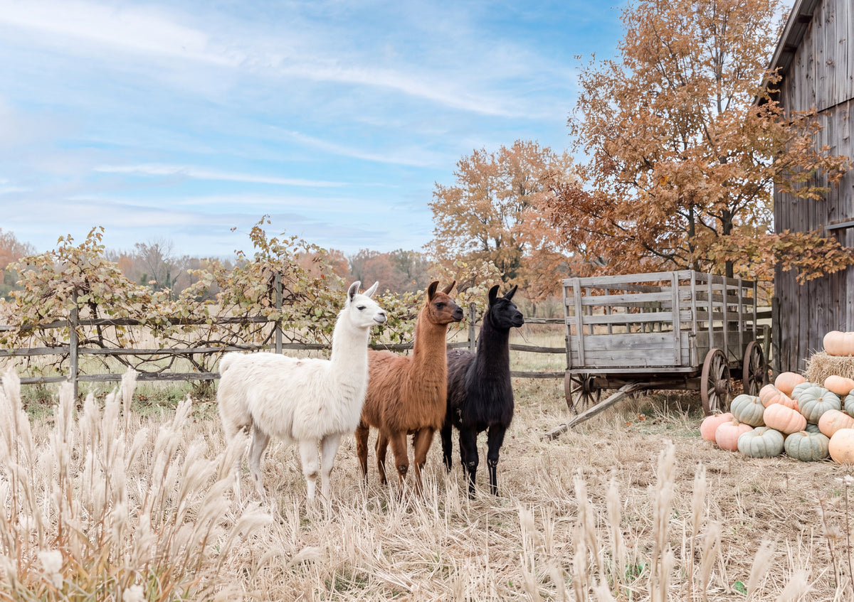 Llamas in the Autumn Field jigsaw puzzle