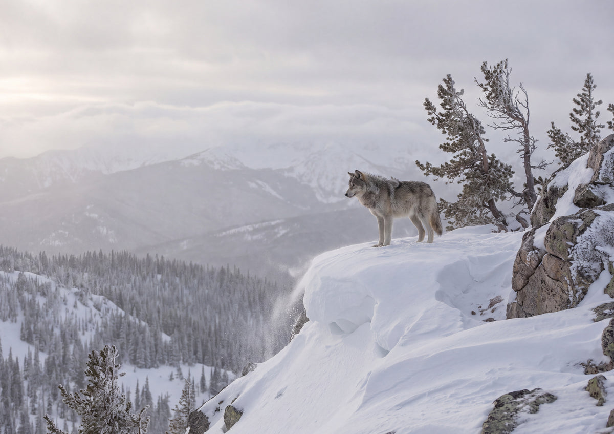 Lone Wolf on the Snowy Ridge jigsaw puzzle
