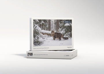 Maine Coon In the Snowy Pine Forest jigsaw puzzle - gift box