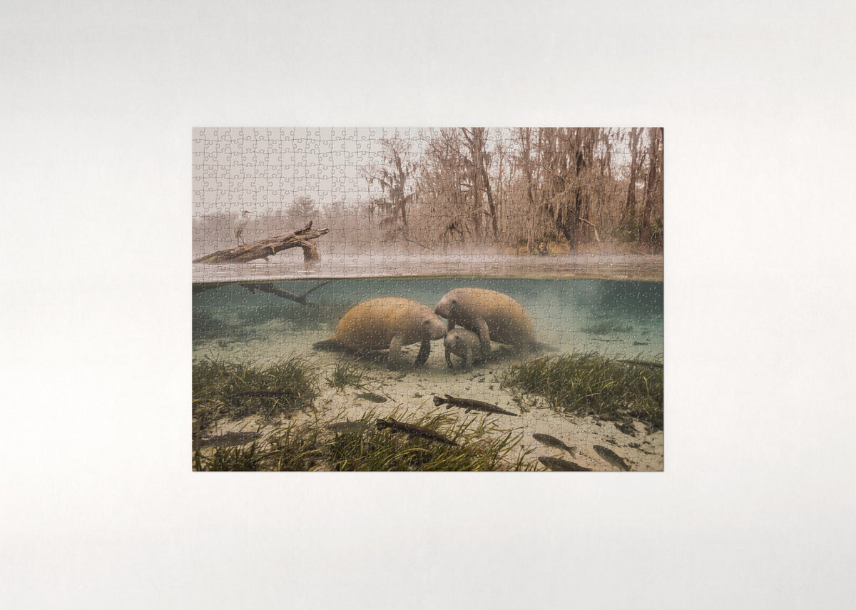 Manatee Family in the Winter Springs jigsaw puzzle - flat puzzle