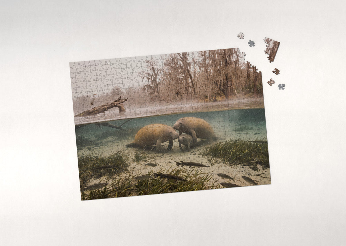 Manatee Family in the Winter Springs jigsaw puzzle - puzzle with loose pieces
