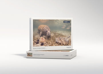 Manatee Grazing on Seagrass jigsaw puzzle - gift box