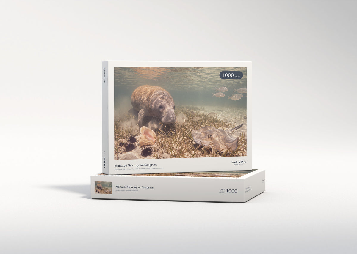 Manatee Grazing on Seagrass jigsaw puzzle - gift box