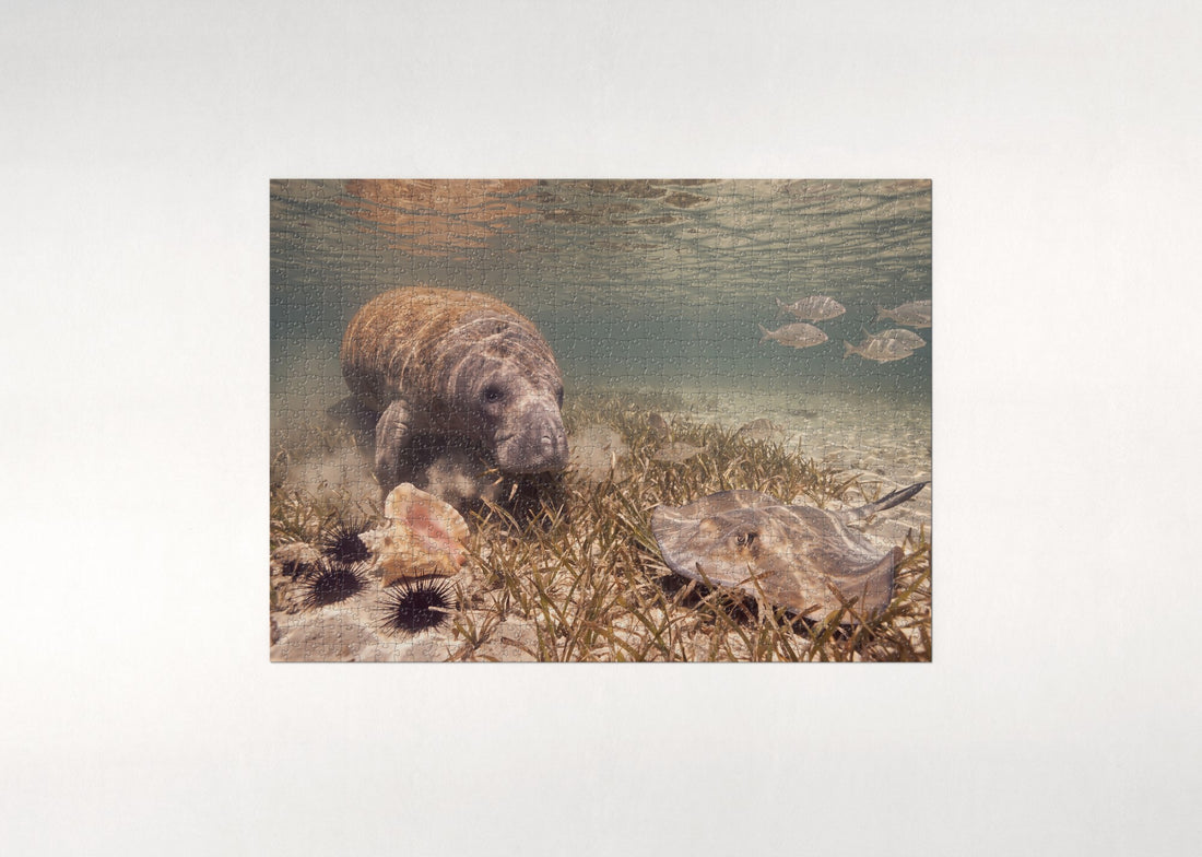 Manatee Grazing on Seagrass jigsaw puzzle - gift box