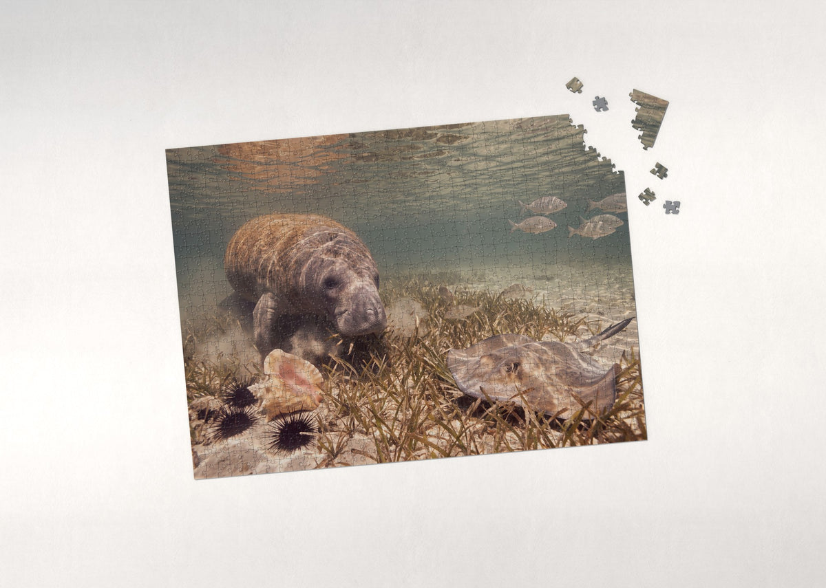 Manatee Grazing on Seagrass jigsaw puzzle - puzzle with loose pieces