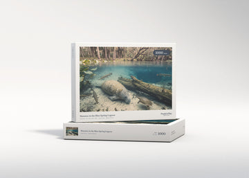 Manatee in the Blue Spring Lagoon jigsaw puzzle - gift box
