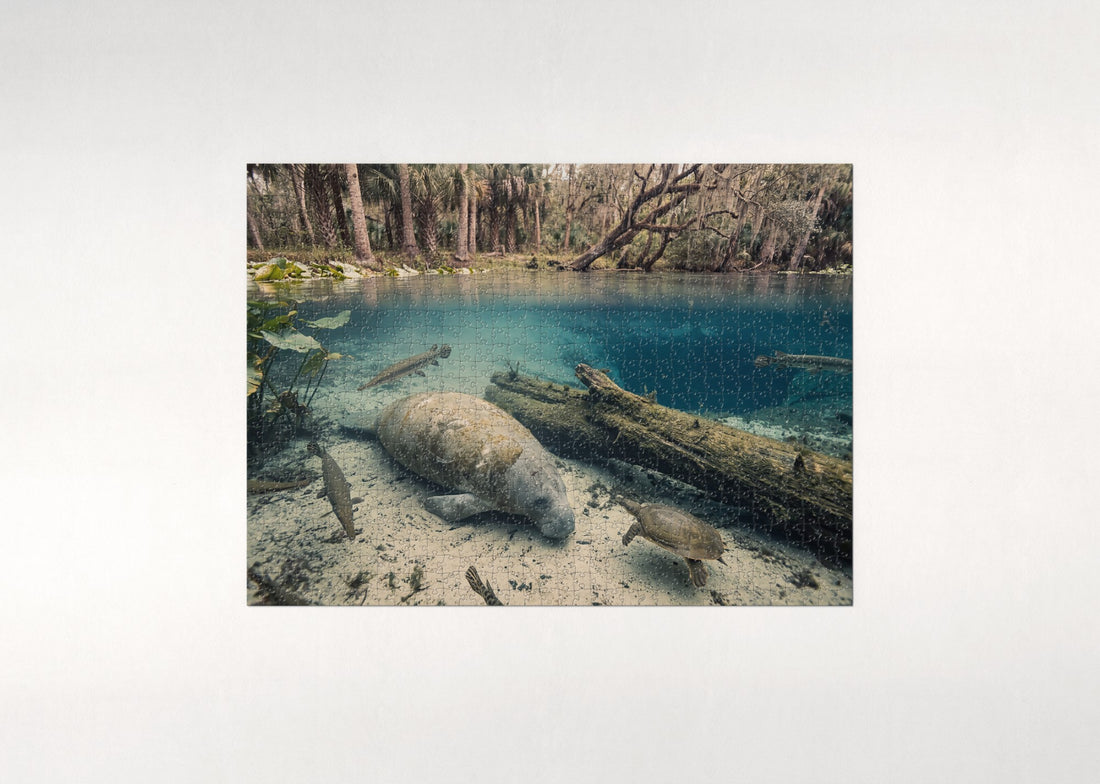Manatee in the Blue Spring Lagoon jigsaw puzzle - gift box