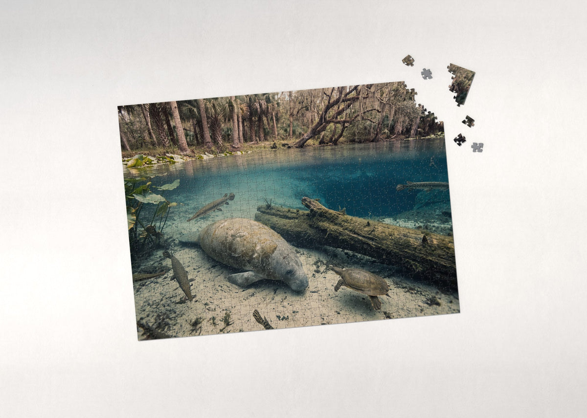 Manatee in the Blue Spring Lagoon jigsaw puzzle - puzzle with loose pieces