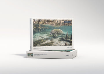 Manatee in the Crystal River Spring jigsaw puzzle - gift box