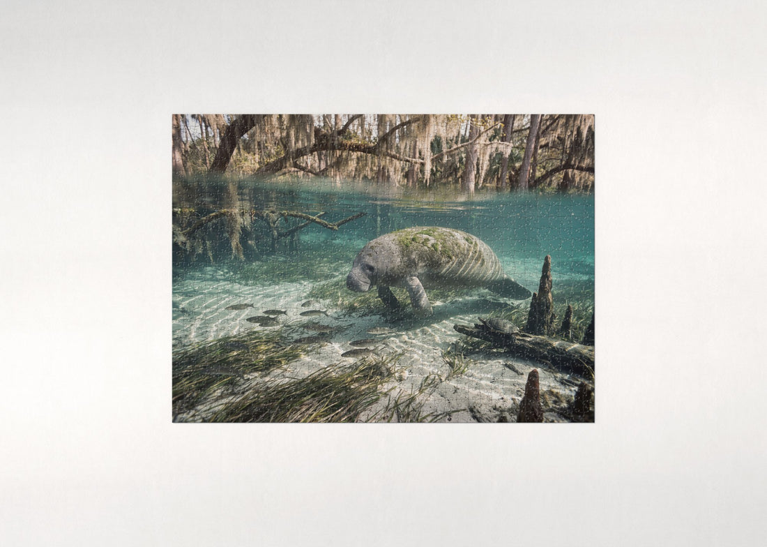 Manatee in the Crystal River Spring jigsaw puzzle - gift box