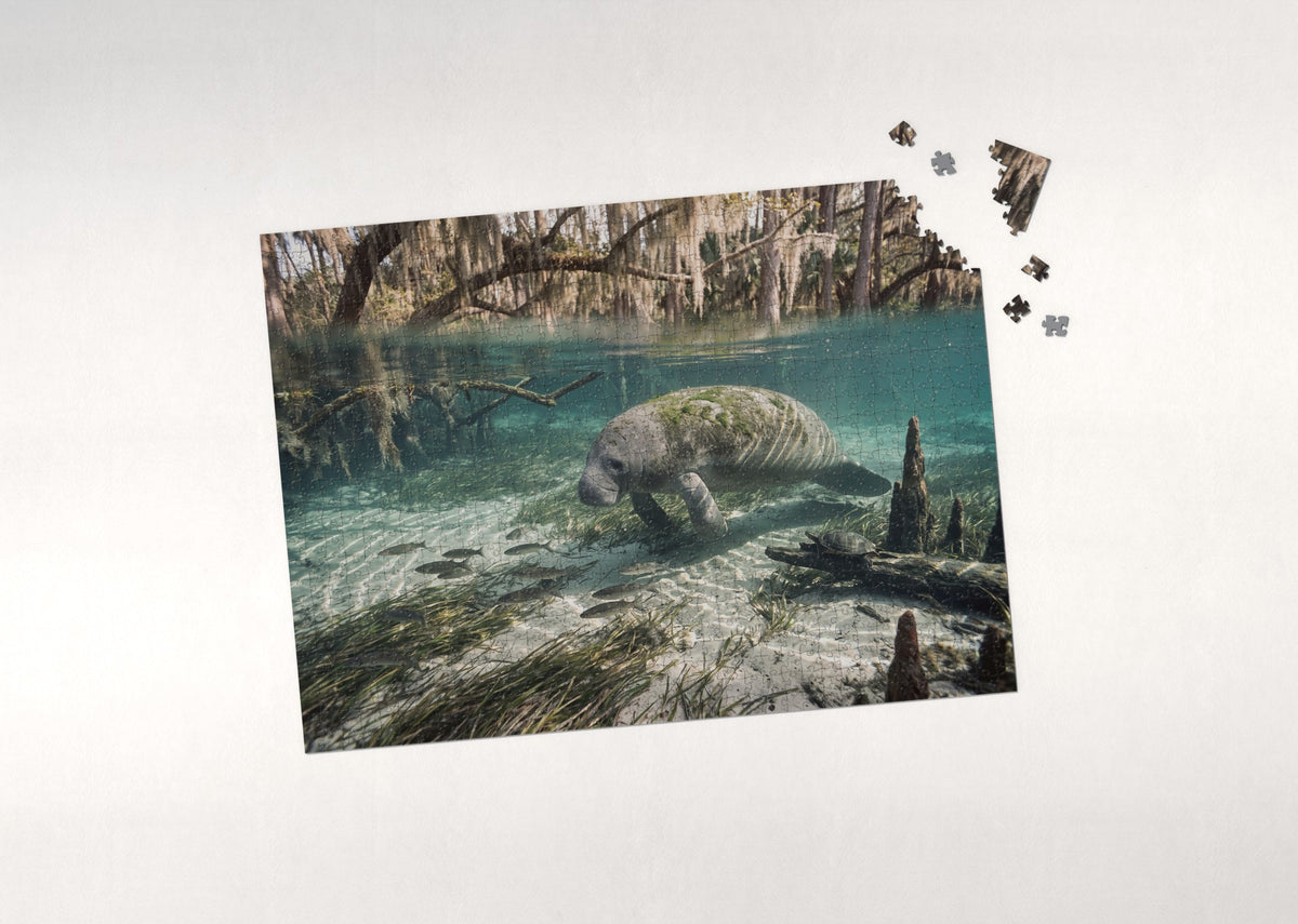 Manatee in the Crystal River Spring jigsaw puzzle - puzzle with loose pieces