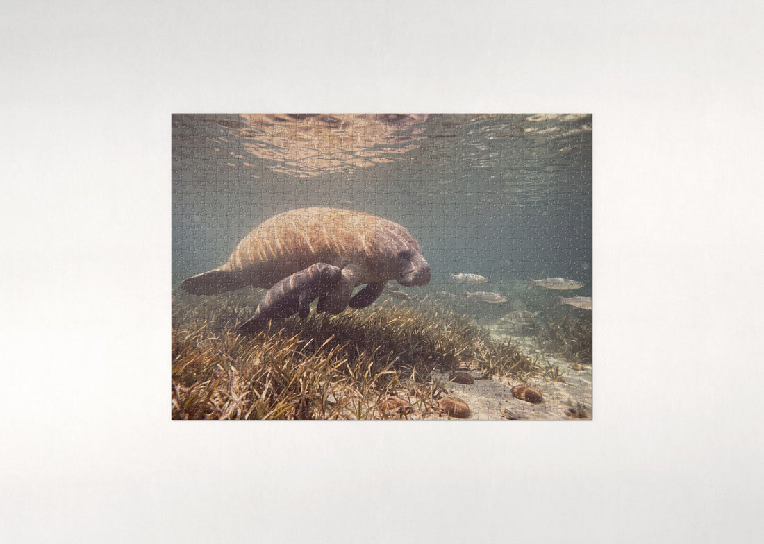 Manatee Mother and Calf jigsaw puzzle - gift box