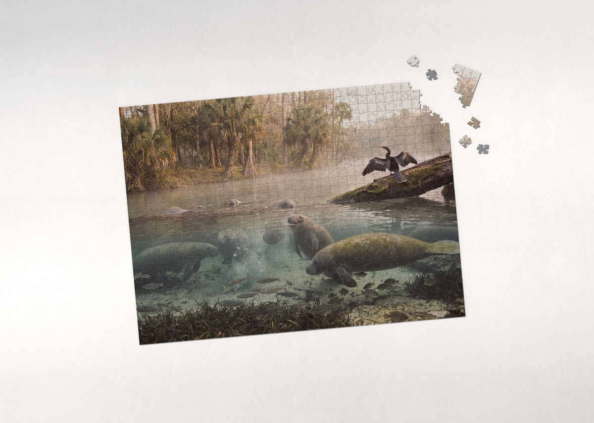 Manatees at the Warm Water Springs jigsaw puzzle - puzzle with loose pieces