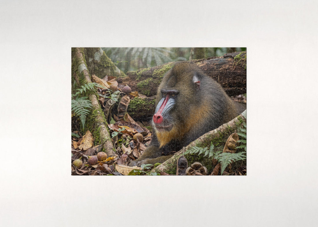 Mandrill Portrait in Full Color jigsaw puzzle - gift box