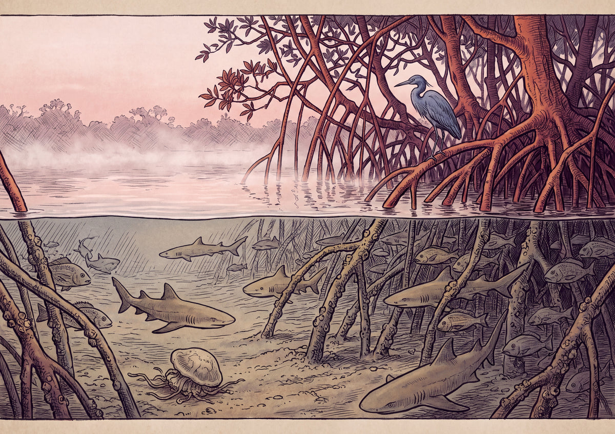 Mangrove Nursery at Dawn jigsaw puzzle
