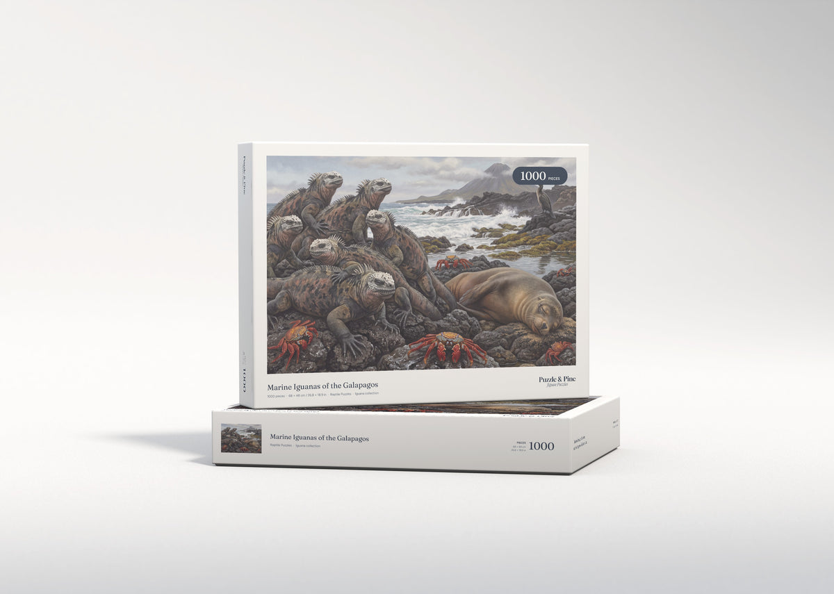 Marine Iguanas of the Galapagos jigsaw puzzle - gift box
