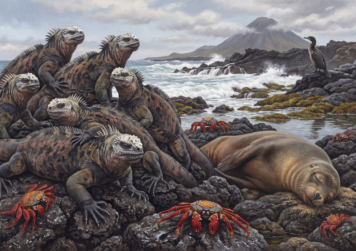 Marine Iguanas of the Galapagos jigsaw puzzle