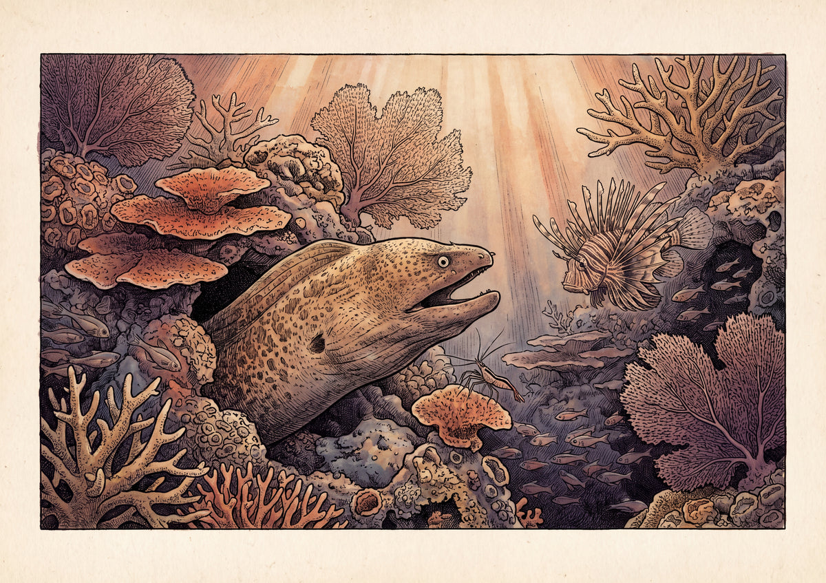 Moray Eel in the Reef Crevice jigsaw puzzle