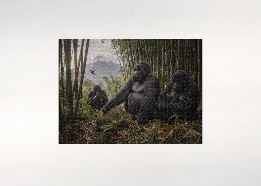 Mountain Gorilla Family in the Bamboo jigsaw puzzle - gift box