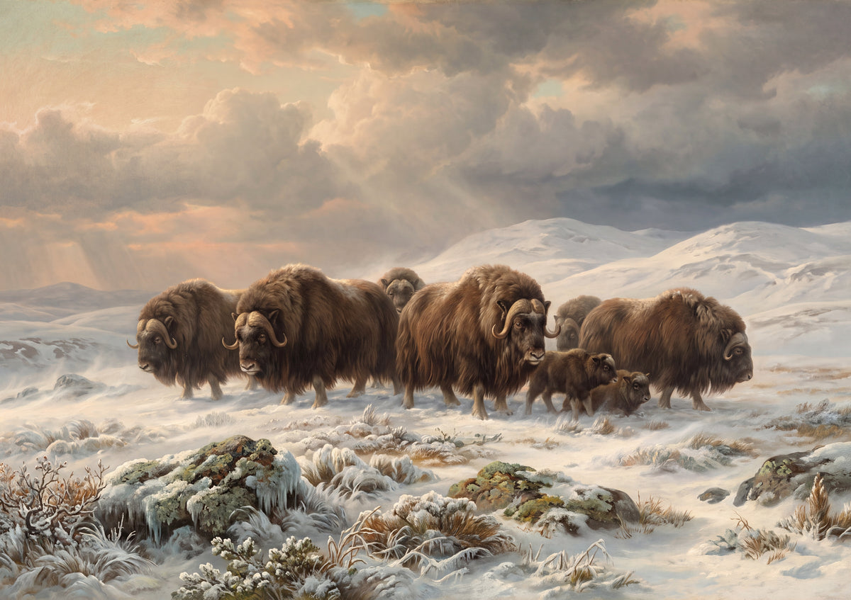 Musk Ox Herd in the Tundra Wind jigsaw puzzle
