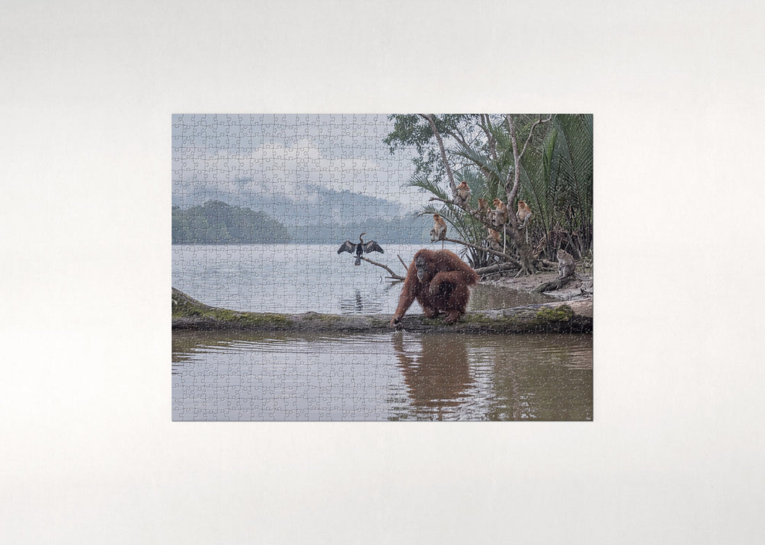 Orangutan at the River's Edge jigsaw puzzle - gift box