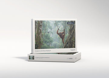 Orangutan in the Borneo Rainforest jigsaw puzzle - gift box