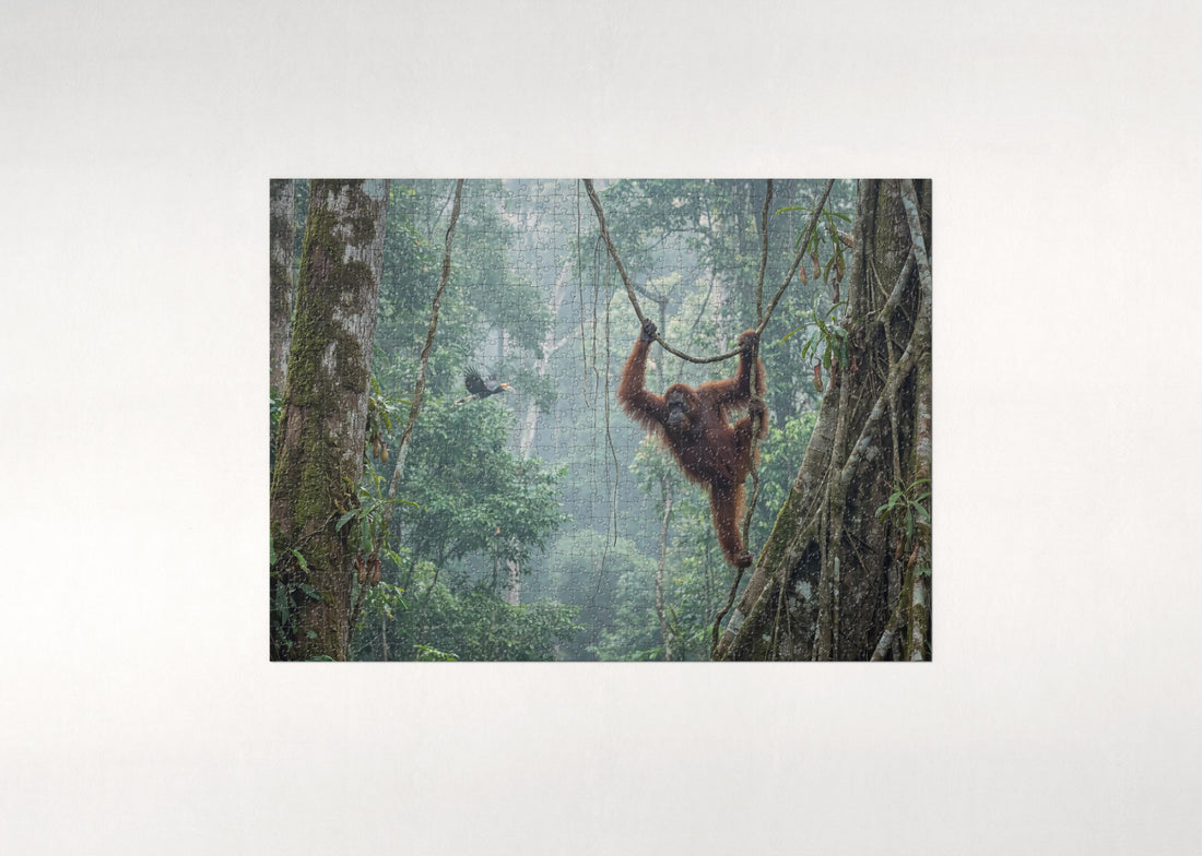 Orangutan in the Borneo Rainforest jigsaw puzzle - gift box