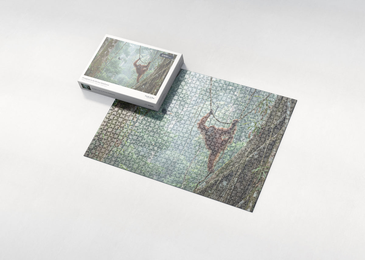 Orangutan in the Borneo Rainforest jigsaw puzzle - box and puzzle
