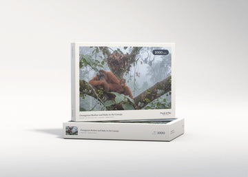 Orangutan Mother and Baby in the Canopy jigsaw puzzle - gift box