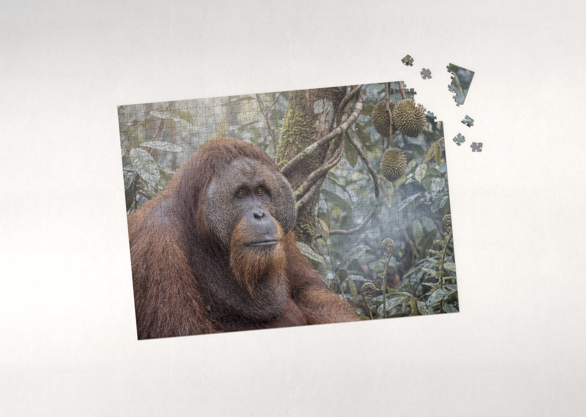 Orangutan Portrait jigsaw puzzle - puzzle with loose pieces