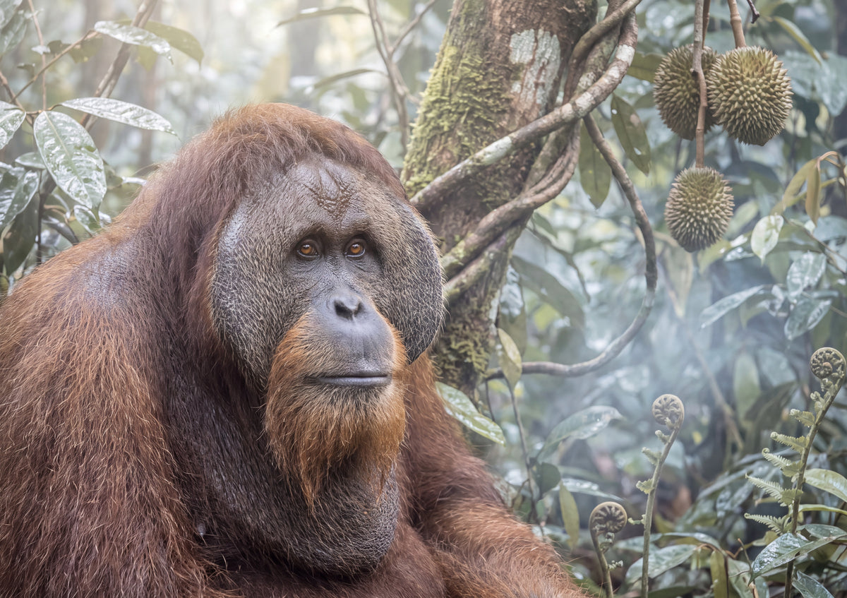 Orangutan Portrait jigsaw puzzle