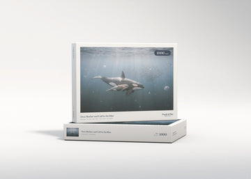 Orca Mother and Calf in the Blue jigsaw puzzle - gift box