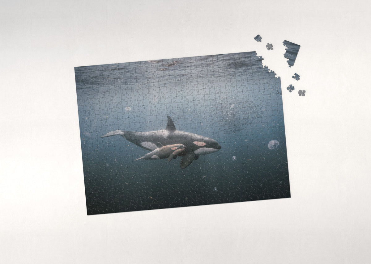 Orca Mother and Calf in the Blue jigsaw puzzle - puzzle with loose pieces
