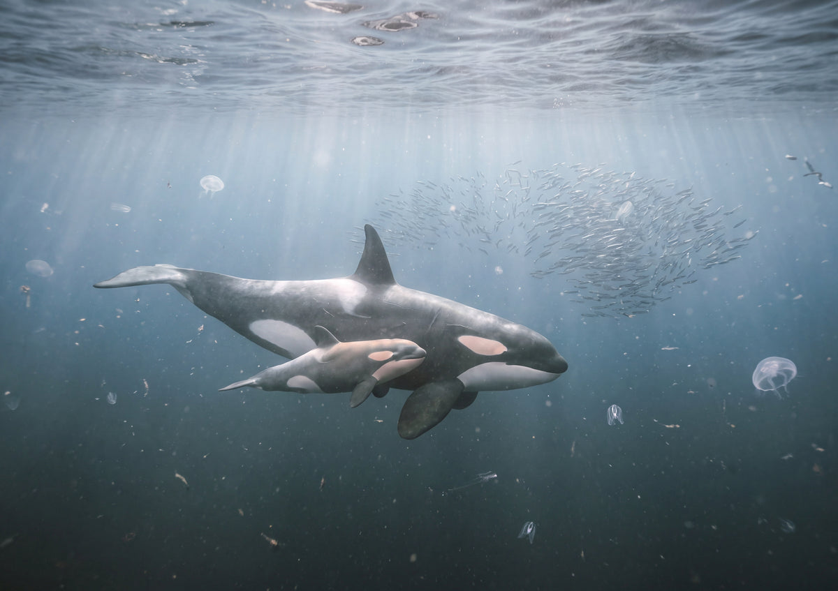 Orca Mother and Calf in the Blue jigsaw puzzle