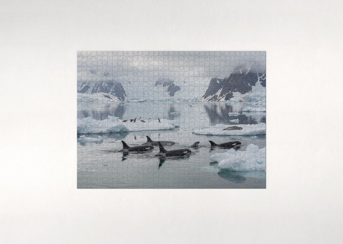 Orca Paradise Bay jigsaw puzzle - flat puzzle